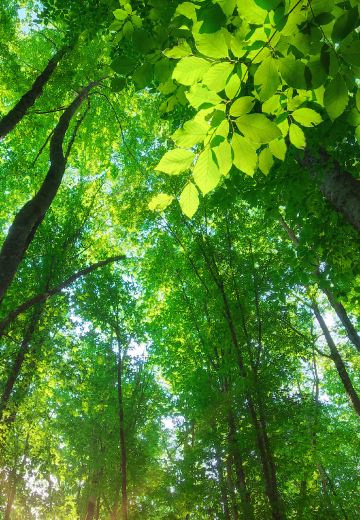IFRS Foundation launches sustainability knowledge hub at COP28